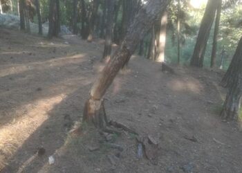 Κοζάνη: Επικίνδυνο δέντρο στο δασάκι του Υπαίθριου Δημοτικού Θεάτρου- Φωτογραφίες