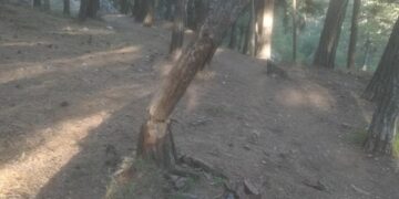 Κοζάνη: Επικίνδυνο δέντρο στο δασάκι του Υπαίθριου Δημοτικού Θεάτρου- Φωτογραφίες