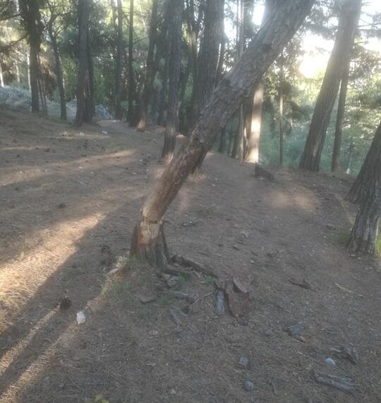 Κοζάνη: Επικίνδυνο δέντρο στο δασάκι του Υπαίθριου Δημοτικού Θεάτρου- Φωτογραφίες