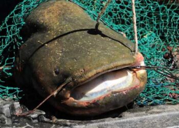 Γουλιανό-γίγα ψάρεψαν στη λίμνη Πολυφύτου δυο αδέρφια από το Βελβεντό