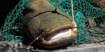 Γουλιανό-γίγα ψάρεψαν στη λίμνη Πολυφύτου δυο αδέρφια από το Βελβεντό