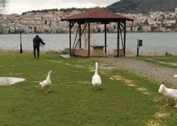Με πρωτοβουλία της Π.Ε. Καστοριάς 1000κ. καλαμπόκι για το τάισμα των πουλιών της λίμνης