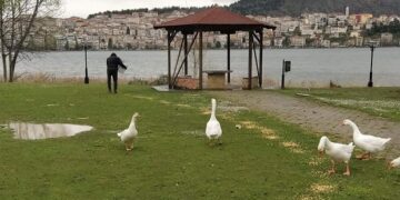 Με πρωτοβουλία της Π.Ε. Καστοριάς 1000κ. καλαμπόκι για το τάισμα των πουλιών της λίμνης