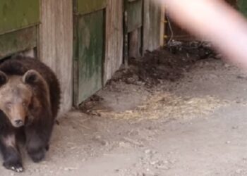 ΑΡΚΤΟΥΡΟΣ: Αναρρώνει ο Μίτκο, η αρκούδα που είχε βρεθεί τραυματισμένη από πυροβόλο όπλο