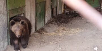 ΑΡΚΤΟΥΡΟΣ: Αναρρώνει ο Μίτκο, η αρκούδα που είχε βρεθεί τραυματισμένη από πυροβόλο όπλο