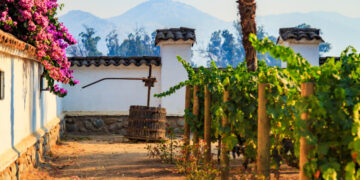 Δ/νση Αγροτικής Οικονομίας και Κτηνιατρικής Κοζάνης: Απόκτησηαδειών νέας φύτευσης οινοποιήσιμων ποικιλιών αμπέλου, έτους 2020