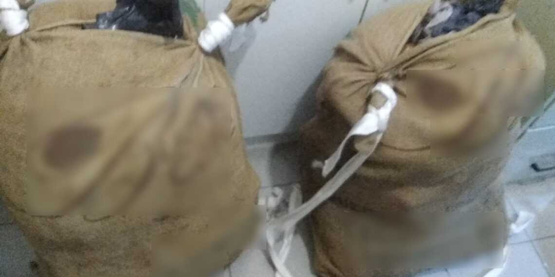 Εντοπίστηκαν σε περιοχή της Φλώρινας 26 κιλά και 714 γραμμάρια ακατέργαστης κάνναβης