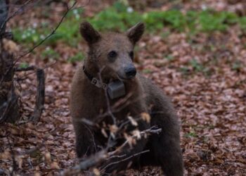 Ο Κούπερ, η ορφανή αρκούδα, επέστρεψε και πάλι στο καταφύγιο του Αρκτούρου – Μετά το χθεσινό εντοπισμό του από οδηγό στο φράγμα Τριανταφυλλιάς