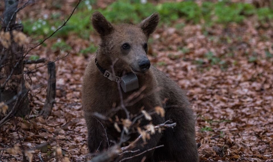 Ο Κούπερ, η ορφανή αρκούδα, επέστρεψε και πάλι στο καταφύγιο του Αρκτούρου – Μετά το χθεσινό εντοπισμό του από οδηγό στο φράγμα Τριανταφυλλιάς