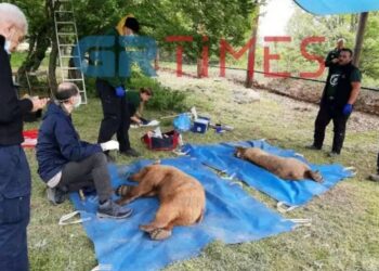 Αρκτούρος: Επέστρεψαν στο φυσικό τους περιβάλλον δύο αρκούδες [εικόνα]