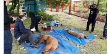 Αρκτούρος: Επέστρεψαν στο φυσικό τους περιβάλλον δύο αρκούδες [εικόνα]