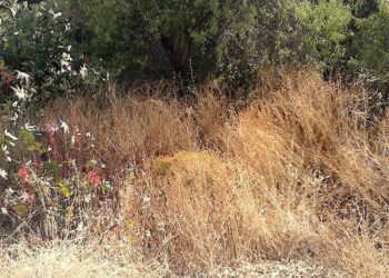 Δήμος Κοζάνης: Με μέριμνα των ιδιοκτητών ο καθαρισμός των οικοπέδων