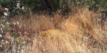 Δήμος Κοζάνης: Με μέριμνα των ιδιοκτητών ο καθαρισμός των οικοπέδων