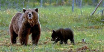 Εμφανίστηκε θηλυκή αρκούδα με το μικρό της στην περιοχή της Κοζάνης «Νιάημερος-Αηλιόστρατα-Αρίνταγας» – Επιθέσεις σε μελίσσια – 24ωρες περιπολίες – Τι ανακοίνωσε η Αποκεντρωμένη Διοίκηση