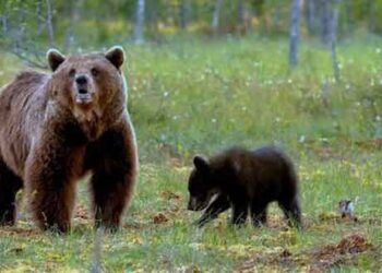 Λήψη μέτρων για την αντιμετώπιση της εμφάνισης αρκούδας στον περιαστικό ιστό της Κοζάνης – Τι αποφασίστηκε – Οι συστάσεις προς τους κατοίκους
