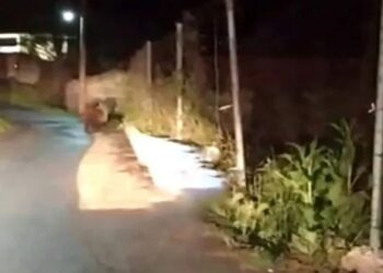 Αρκούδα κάνει βόλτες μέσα στο … Λέχοβο! video