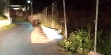 Αρκούδα κάνει βόλτες μέσα στο … Λέχοβο! video
