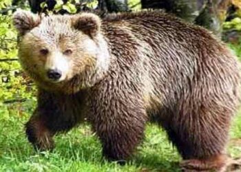 Αρκούδα τριγυρνάει στο Δροσερό Εορδαίας (βίντεο)