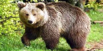 Αρκούδα τριγυρνάει στο Δροσερό Εορδαίας (βίντεο)