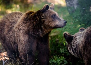 Ανοίγουν και πάλι για τους επισκέπτες τα Καταφύγια του ΑΡΚΤΟΥΡΟΥ