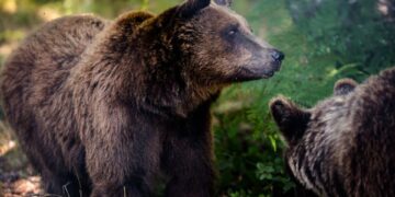 Ανοίγουν και πάλι για τους επισκέπτες τα Καταφύγια του ΑΡΚΤΟΥΡΟΥ