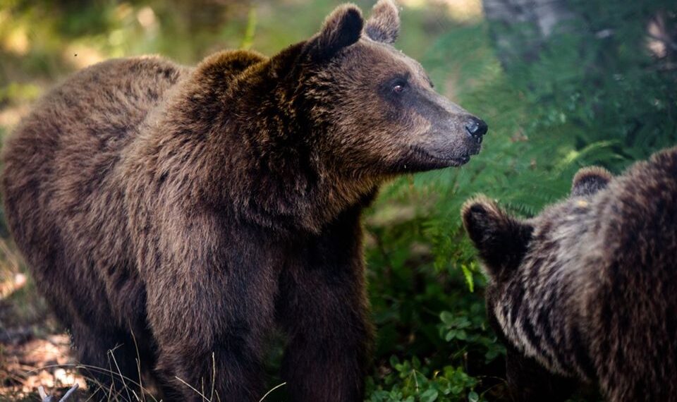 Ανοίγουν και πάλι για τους επισκέπτες τα Καταφύγια του ΑΡΚΤΟΥΡΟΥ