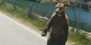 Οδηγός ήρθε αντιμέτωπη με αρκούδα στο φράγμα της Τριανταφυλλιάς Φλώρινας