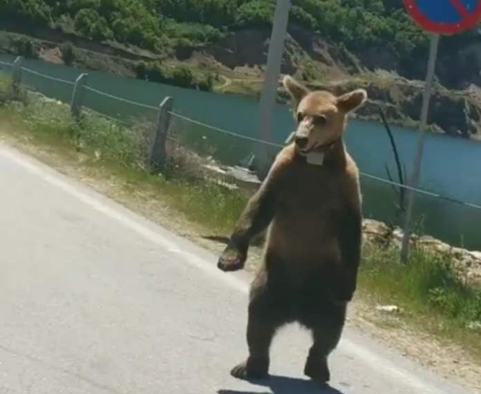 Οδηγός ήρθε αντιμέτωπη με αρκούδα στο φράγμα της Τριανταφυλλιάς Φλώρινας