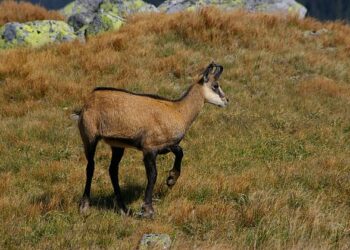 ΑΡΚΤΟΥΡΟΣ: Νεκρό νεαρό αγριόγιδο από πτώση- Δελτίο Τύπου