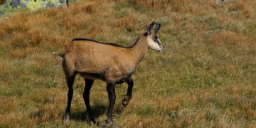 ΑΡΚΤΟΥΡΟΣ: Νεκρό νεαρό αγριόγιδο από πτώση- Δελτίο Τύπου