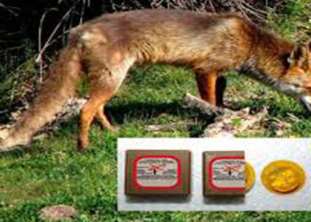 «Εαρινό Πρόγραμμα 2020 εναερίων ρίψεων εμβολίων-δολωμάτων κατά της λύσσας, στην ΠΕ Φλώρινας, για τον εμβολιασμό της άγριας πανίδας (κυρίως των κόκκινων αλεπούδων)»-ΟΛΟΙ οι πολίτες απαγορεύεται να τα ακουμπούν, να τα πατούν ή να έρχονται σε οποιαδήποτε επαφή με αυτά