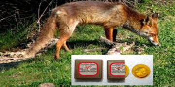 «Εαρινό Πρόγραμμα 2020 εναερίων ρίψεων εμβολίων-δολωμάτων κατά της λύσσας, στην ΠΕ Φλώρινας, για τον εμβολιασμό της άγριας πανίδας (κυρίως των κόκκινων αλεπούδων)»-ΟΛΟΙ οι πολίτες απαγορεύεται να τα ακουμπούν, να τα πατούν ή να έρχονται σε οποιαδήποτε επαφή με αυτά