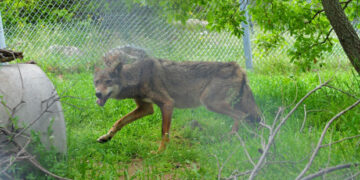 Αρκτούρος: Στο Καταφύγιο του Λύκου στις Αγραπιδιές Φλώρινας η λύκαινα που σώθηκε όταν βρέθηκε καρφωμένη σε λόγχη περίφραξης