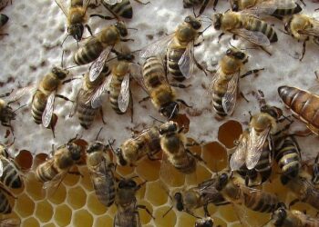 Παράταση Μελισσοκομικών δράσεων 3.1 «Εξοπλισμός για την διευκόλυνση των μετακινήσεων και 3.2 «Οικονομική ενίσχυση της νομαδικής μελισσοκομίας»