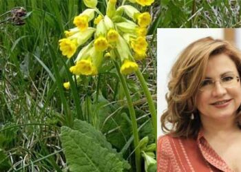 Ερώτηση στην ΕΕ κατέθεσε η Ευρωβουλευτής Μ. Σπυράκη για την προστασία του φυτού Primula λόγω παράνομης υπερσυγκομιδής από Αλβανούς στην περιοχή της Καστοριάς