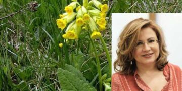 Ερώτηση στην ΕΕ κατέθεσε η Ευρωβουλευτής Μ. Σπυράκη για την προστασία του φυτού Primula λόγω παράνομης υπερσυγκομιδής από Αλβανούς στην περιοχή της Καστοριάς