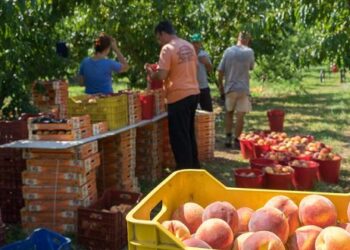 Στον “αέρα” οι 120 εργαζόμενοι από την Κοζάνη που δούλευαν σε χωράφια της Βέροιας – Ανησυχία πως στη θέση τους ξαφνικά απασχολούνται και πάλι μόνο αλλοδαποί – Η είδηση είχε γίνει γνωστή μετά βαϊων και κλάδων ως “επιστροφή των Ελλήνων” στα χωράφια!