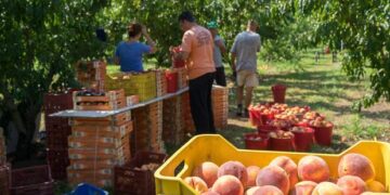 120 άτομα μεταφέρονται καθημερινά με λεωφορεία από το Ν. Κοζάνης στη Βέροια για τις καλλιέργειες των ροδάκινων
