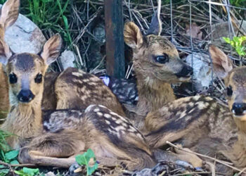 Ο «Αρκτούρος» φιλοξενεί τέσσερα ζαρκάδια -Bρέθηκαν εγκαταλελειμμένα σε διάφορες περιοχές της Ελλάδας