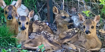 Ο «Αρκτούρος» φιλοξενεί τέσσερα ζαρκάδια -Bρέθηκαν εγκαταλελειμμένα σε διάφορες περιοχές της Ελλάδας