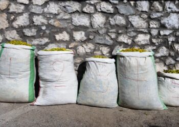 Σύλληψη τεσσάρων αλλοδαπών, σε περιοχή του ορεινού όγκου της Καστοριάς, για παράνομη συλλογή ποσότητας αρωματικού-θεραπευτικού φυτού