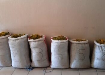 Σύλληψη τριών αλλοδαπών, σε περιοχή του ορεινού όγκου της Καστοριάς, για παράνομη συλλογή ποσότητας αρωματικού-θεραπευτικού φυτού