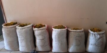 Σύλληψη τριών αλλοδαπών, σε περιοχή του ορεινού όγκου της Καστοριάς, για παράνομη συλλογή ποσότητας αρωματικού-θεραπευτικού φυτού