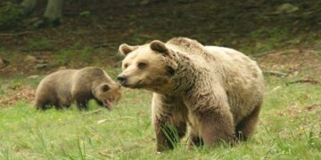 Αρκούδα με το μικρό αρκουδάκι της εμφανίστηκε σήμερα στο Μοναστήρι του Αγίου Κοσμά στην Άρδασσα!