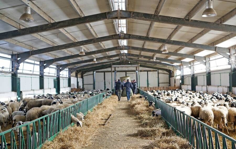 Ερώτηση Ζήση Τζηκαλάγια και άλλων Βουλευτών της Ν.Δ για την δικαίωση και αναμενόμενη επιστροφή των εξισωτικών αποζημιώσεων του 2014 στους κτηνοτρόφους-Δελτίο Τύπου