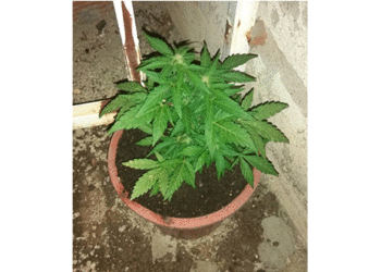 Σύλληψη 26χρονου στην Πτολεμαΐδα για κατοχή δενδρυλλίου κάνναβης