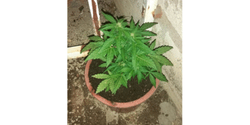 Σύλληψη 26χρονου στην Πτολεμαΐδα για κατοχή δενδρυλλίου κάνναβης