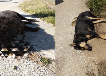 Ασυνείδητοι έριξαν “φόλες” στην Ασβεστόπετρα Εορδαίας