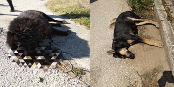 Ασυνείδητοι έριξαν “φόλες” στην Ασβεστόπετρα Εορδαίας