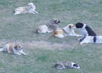 Πρωτοβουλία του Υπουργείου Εσωτερικών σε συνεργασία με την ΚΕΔΕ, στο πλαίσιο του προγράμματος “animalsolidarity.gov.gr” – Η ΚΕΔΕ φροντίζει και τα αδέσποτα